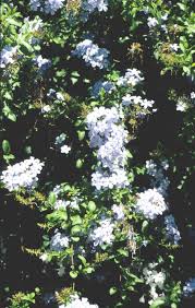 Image result for Hesperantha longicollis