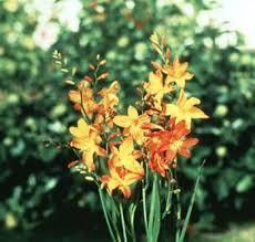 Sep 23, 2014 5:57 am. Crocosmia Coppertip Crocosmia Falling Stars North Carolina Extension Gardener Plant Toolbox