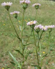 Image result for Dewildemania filifolia