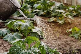 How much should you be watering your garden through the season? How Often Should You Water Your Garden A Gardening Guide For 2021