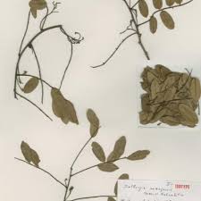 Image result for Dalbergia acutifoliolata