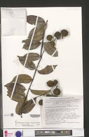 Image result for Ancylobothrys scandens