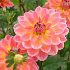 Image result for Dahlia `Red Skin`