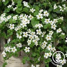 Image result for Bacopa