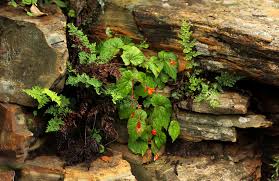 Image result for Begonia kisuluana