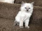 Adorable Ragdoll Kittens for sale - Catlana Ragdolls