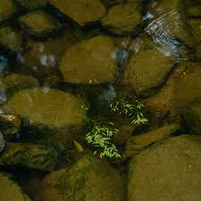 Image result for Potamogeton octandrus