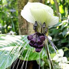 Allium Ampeloprasum In 2021 Bat Plant Bat Flower Bulb Flowers