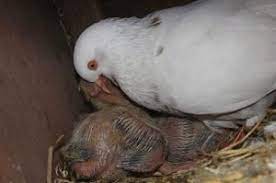 Pakan adalah hal yang sangat vital untuk burung kita. Ini Dia Tips Cara Merawat Merpati Anakan Agar Hasil Maksimal