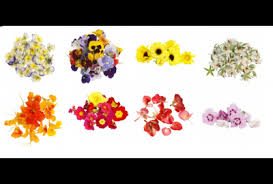We did not find results for: 27 Types Of Edible Flowers Fine Food Specialist