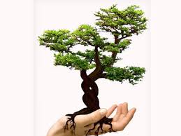 Peki bu dekoratif iç mekan bitkileri neler ve neye benziyorlar. Ic Mekan Sus Bitkilerinde Zararlilar Etarim Net