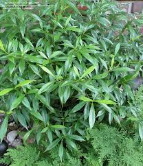 Cape jasmine 'frostproof', frostproof cape jasmine, cape jessamine 'frostproof', gardenia jasminoides 'frost proof', cape jasmine 'frost proof'. Plantfiles Pictures Gardenia Cape Jasmine Gandharaj Frostproof Gardenia Jasminoides By Blissfulgarden