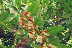 Image result for Agarista salicifolia