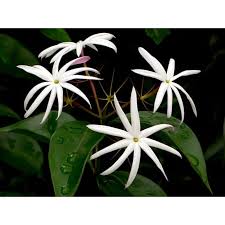 Image result for Jasminum multiflorum