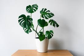 Maybe you would like to learn more about one of these? Lockdown Spending The Most Expensive Houseplants Sold In The Uk