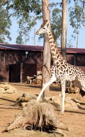 Plan to visit zoo santo inacio, portugal. Giraï¬€e Zoo Santo Inacio