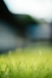 55 Awesome Background Hd Blur Images Download Summer Background Here you can explore hq blur transparent illustrations, icons and clipart with filter setting like size, type, color etc.