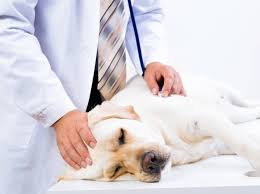 Vor allem wenn der fremdkörper längere zeit an einer stelle steckt kann es auch zum absterben von teilen des darmes kommen und in der folge zum durchbruch der darmwand. Hund Mit Darmverschluss Symptome Erkennen