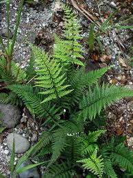 Image result for Pityrogramma