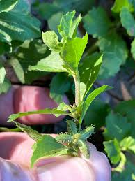 Image result for Acanthospermum australe