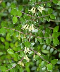 Image result for Caprifoliaceae