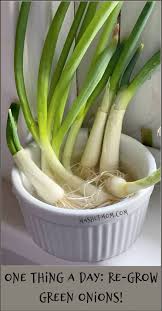 What can i do to grow larger green onions? One Thing A Day Re Grow Green Onions Laptrinhx