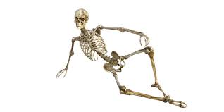 Related posts of bones of head picture. 300 Human Skeleton Images Pictures In Hd Pixabay