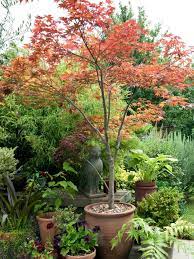 These Berries Are Regarded As Superfoods Because They Re High In Vitamins And Antioxidants Here S How To Grow Blueberries Patio Trees Shade Trees Potted Trees