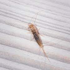 Silverfish do not enjoy the smell of citrus, cinnamon, or lavender. How To Get Rid Of Silverfish In Your House Tips To Kill Silverfish