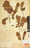 Image result for Brachystegia microphylla