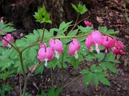 It is important to remember you are trying to mimic its natural environment, a forest floor. Bleeding Heart An Old Fashioned Charmer Enchanted Gardens