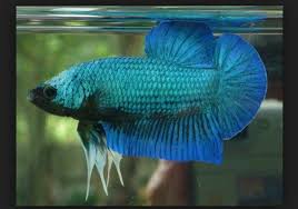 Asal ikan cupang jenis ini juga dari thailand, yang banyak ditemui pada sungai dan danau di sana. Ikan Cupang Giant Sejarah Dan Cara Merawatnya