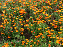 Image result for Lampranthus spp.