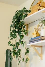 Philodendron is a large genus of flowering plants in the family araceae. 12 Types Of Philodendron Plants