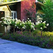 Entry Facelift Rose Garden Design Plants Front Yard Garden