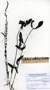 Image result for Buchnera leptostachya