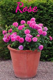 Here is a collection of the most handsome and fragrant of them, with at least a few choices for. Best Evergreen Shrubs For Pots At Home Home Gardeners