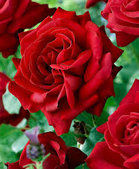 Other common names rose 'charles de mills'. 10 Stupefying Why Rose Gardening Is So Addictive Ideas Hybrid Tea Roses Beautiful Flowers Flowers