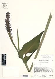 Image result for Pontederiaceae