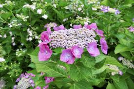 What we call flowers are actually clusters of flowers, both fertile and sterile. Lacecap Hydrangea Information How To Care For Lacecap Hydrangeas