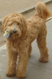 Like the terms puppy cut or teddy bear cut, though, there is no set length to the lamb cut on a goldendoodle. Teddy Bear Labradoodle Cut Novocom Top