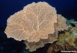 Image result for Gnidia mollis