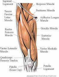 Check spelling or type a new query. Pin By Amanda Dorsett On Massage Therapy Leg Muscles Anatomy Muscle Anatomy Body Anatomy