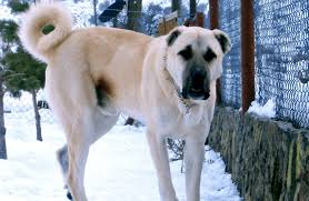 kangal kopegi hakkinda bilmeniz gereken her sey