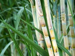 Garden Sugarcane 5 Organic Sugarcane Cuttings - Fresh Green Sugar Cane  Plants For Home Gardening Organic Fresh Sugarcane Plant Cuttings Growing