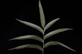 Image result for Pteris auquieri