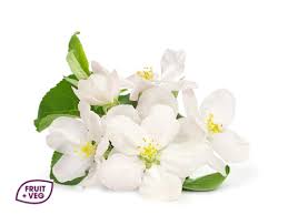 Send fresh flowers online to москва. Wholesale Edible Flowers Supplier Next Day Bulk Delivery London South East