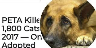 While peta insists it only euthanizes animals too sick to heal, new numbers present an uncomfortable trend. Ethical Treatment Or Unethical Slaughtering American Website Accuses Peta Of Killing Cats And Dogs