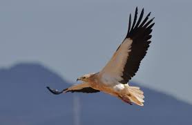 Select from premium egyptian vulture of the highest quality. The Egyptian Vulture Life Egyptian Vulture