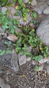 Image result for Macrotyloma